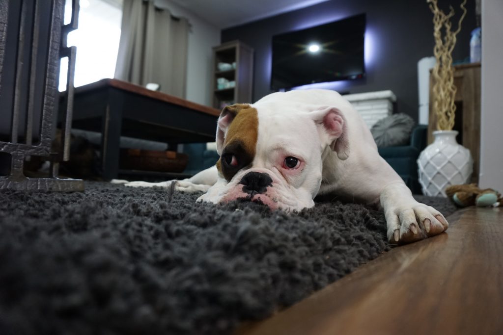 remove spots and pet stains from oriental rugs